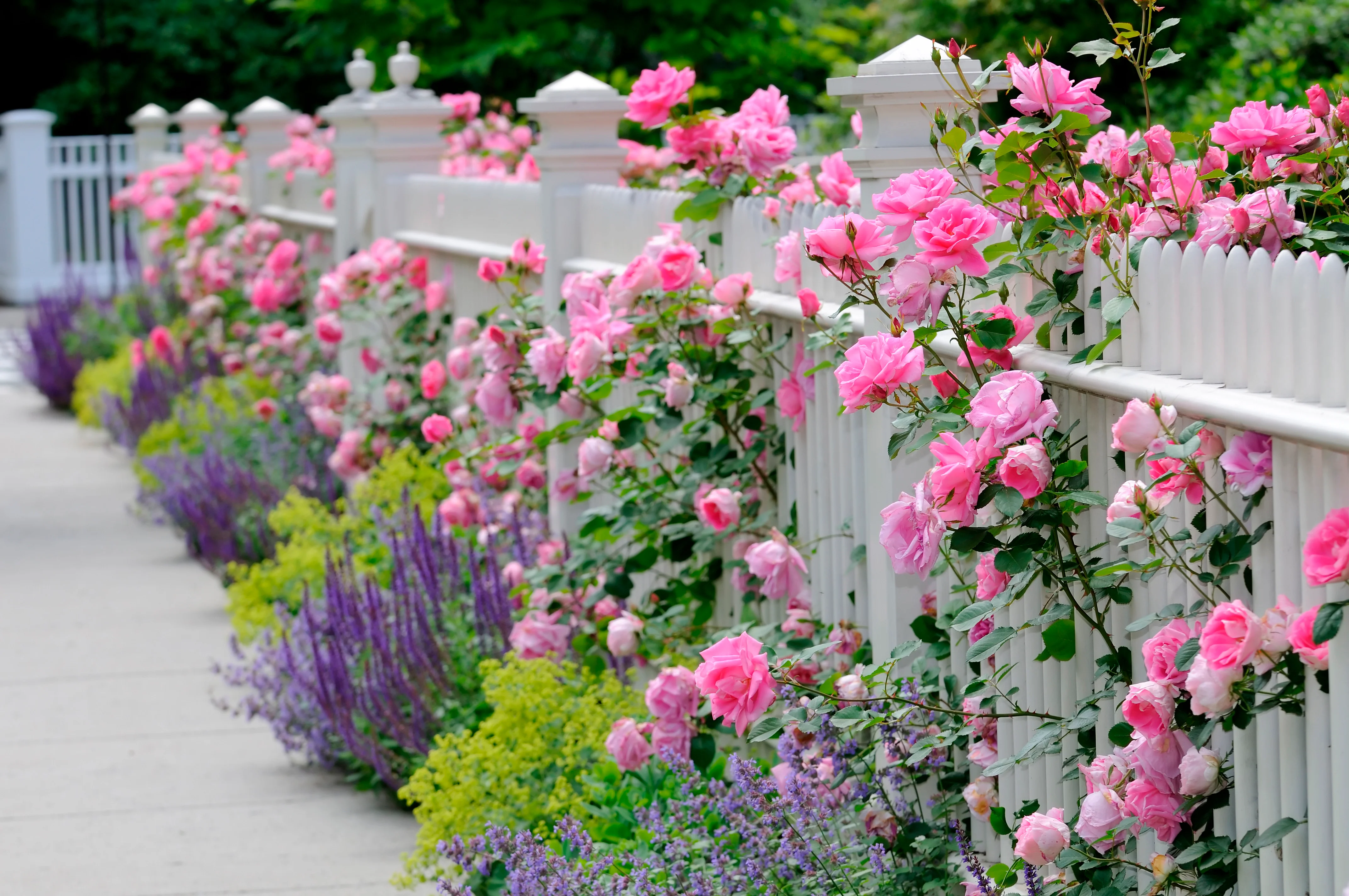 rosas cor-de-rosa em cerca