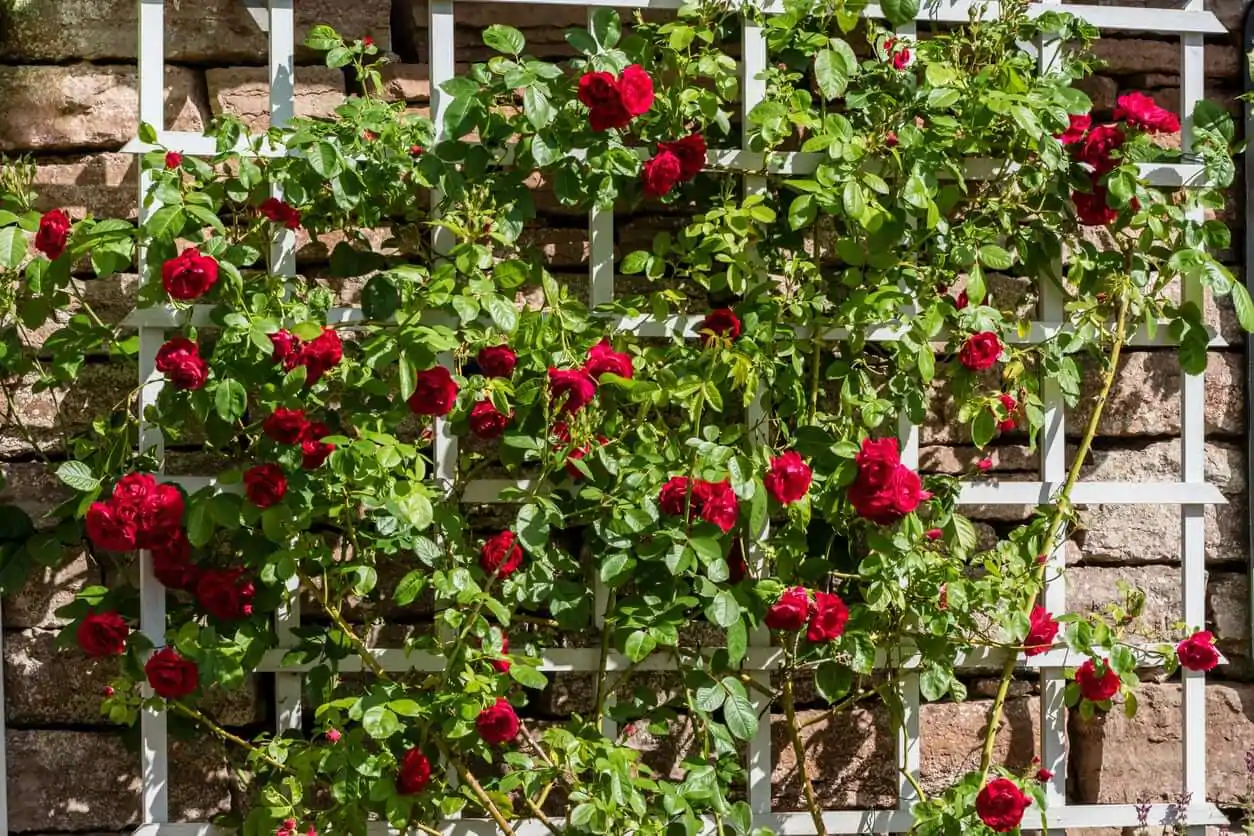 rosas verticais em treliça