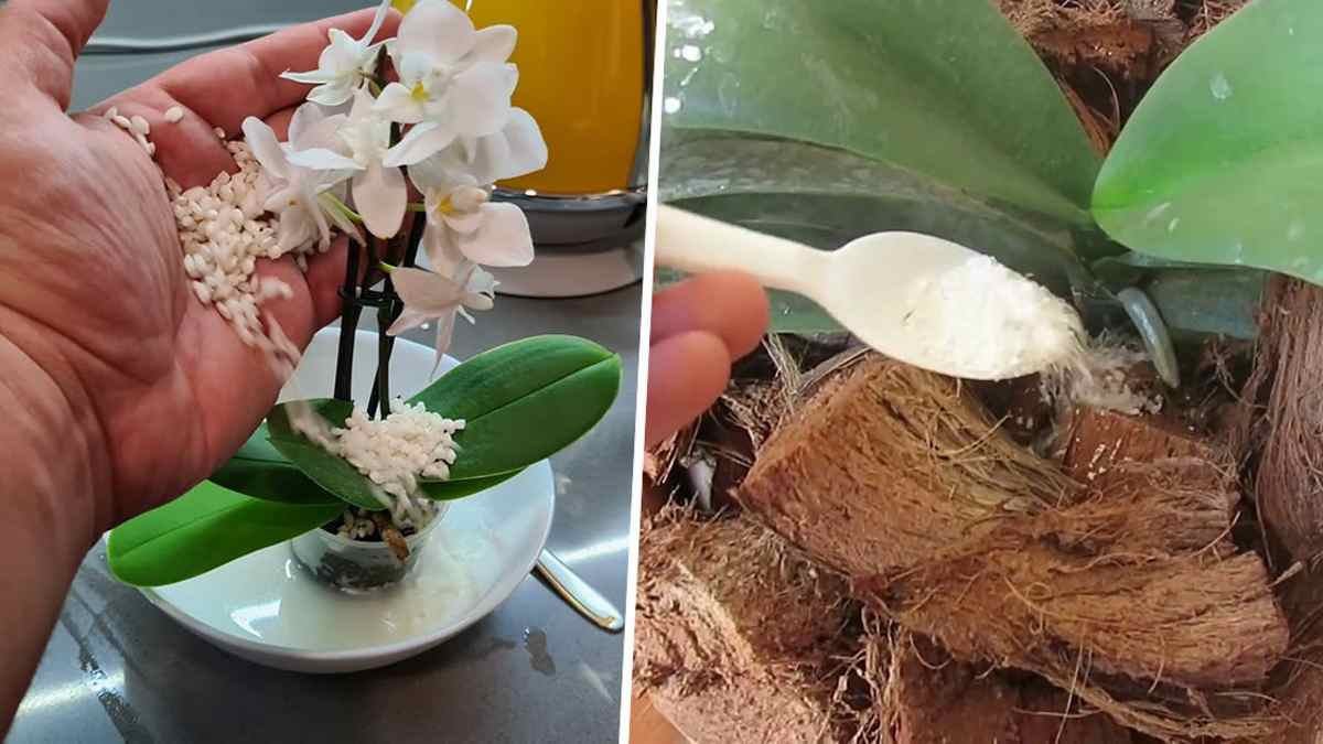 adubos caseiros para orquídea gerar mais flores