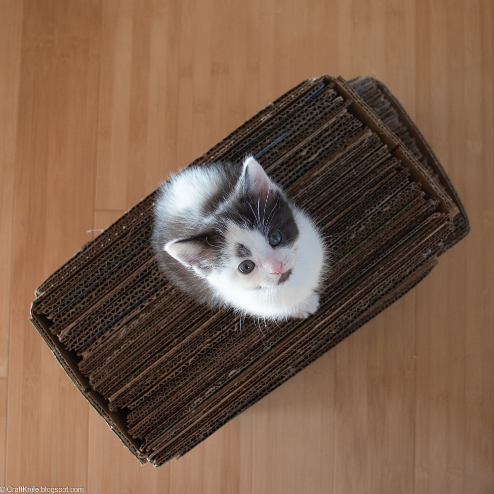 gato sobre arranhador de caixa de papelão