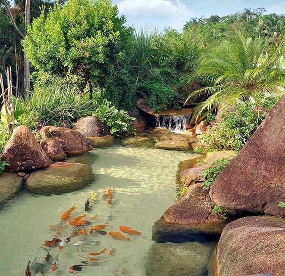 piscina biológica com peixes