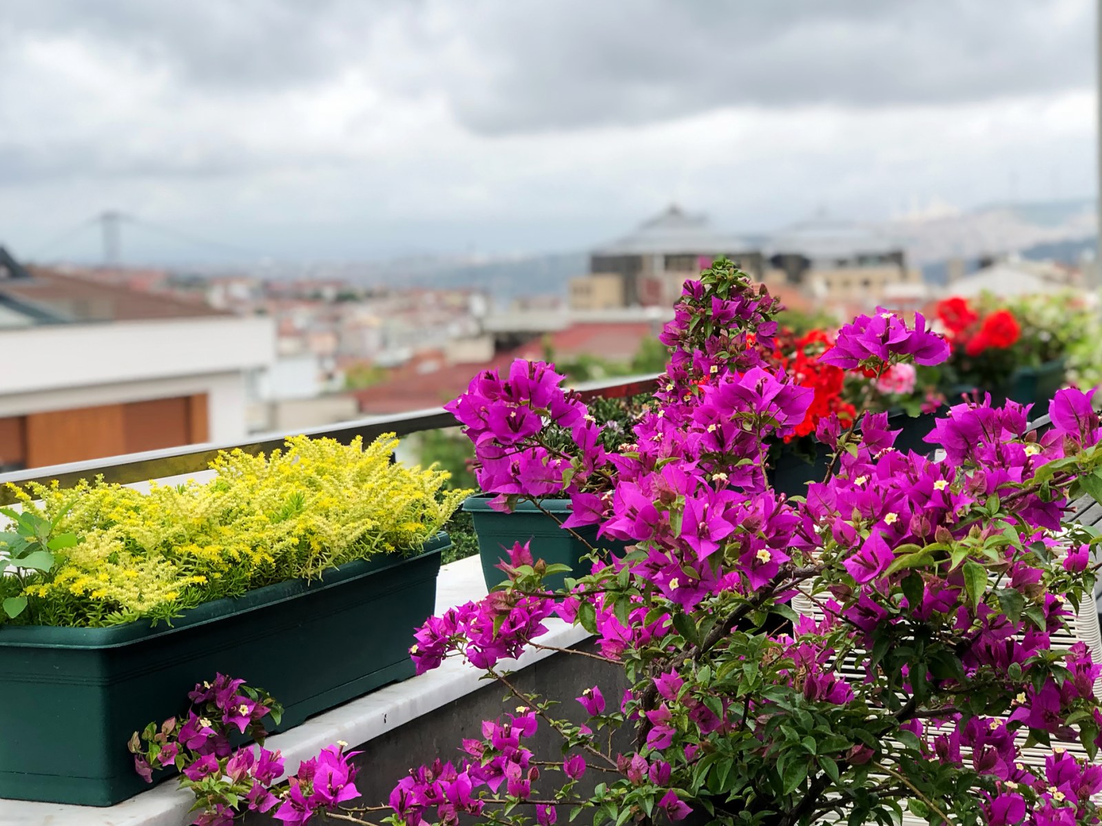 planta primavera em varanda