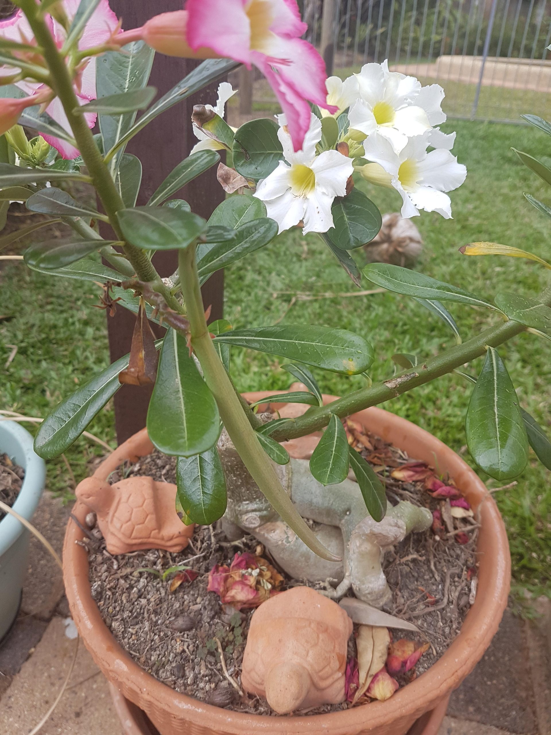 rosa-do-deserto em vaso com vagem