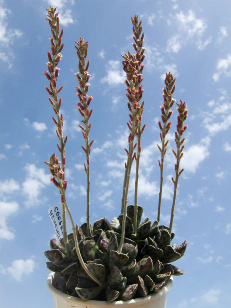 suculenta pata-de-tartaruga florida