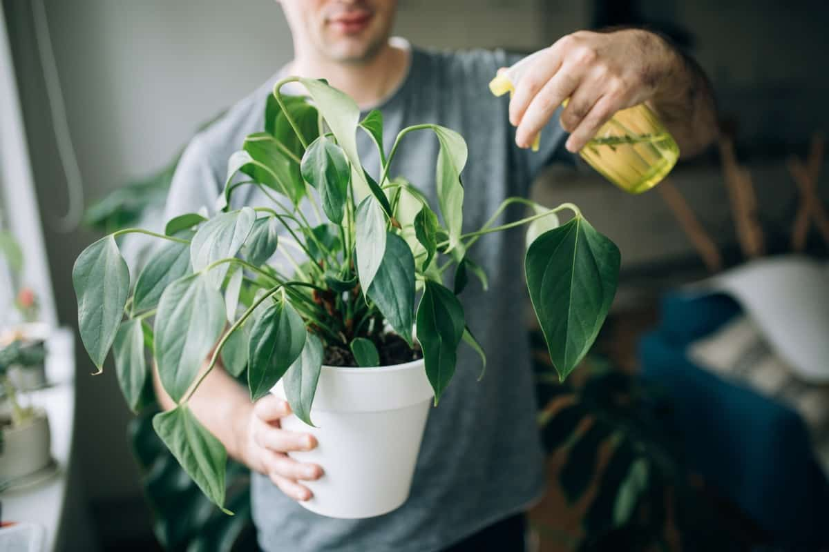 uso de vinagre para matar pragas em plantas