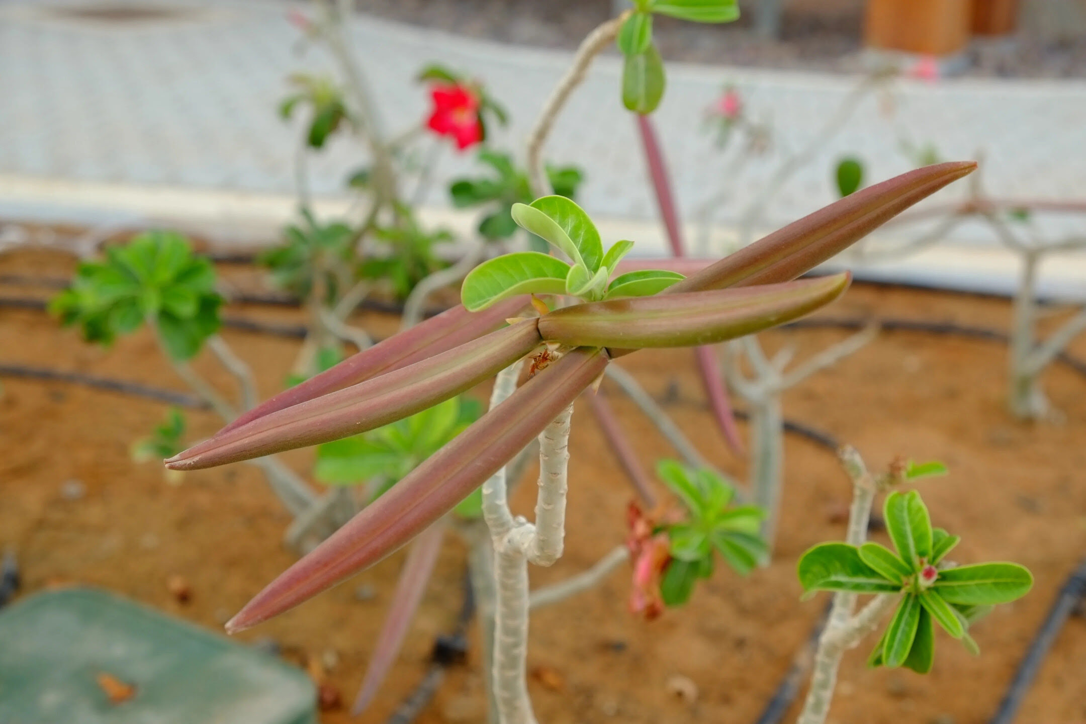 vagens prontas em rosa-do-deserto