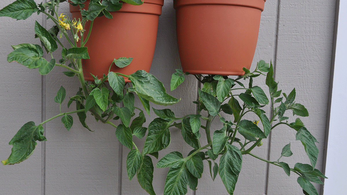 vasos com plantas de cabeça para baixo