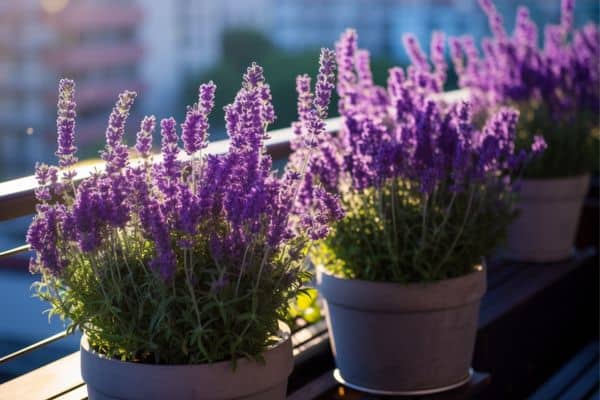 vasos de lavanda em varanda com sol