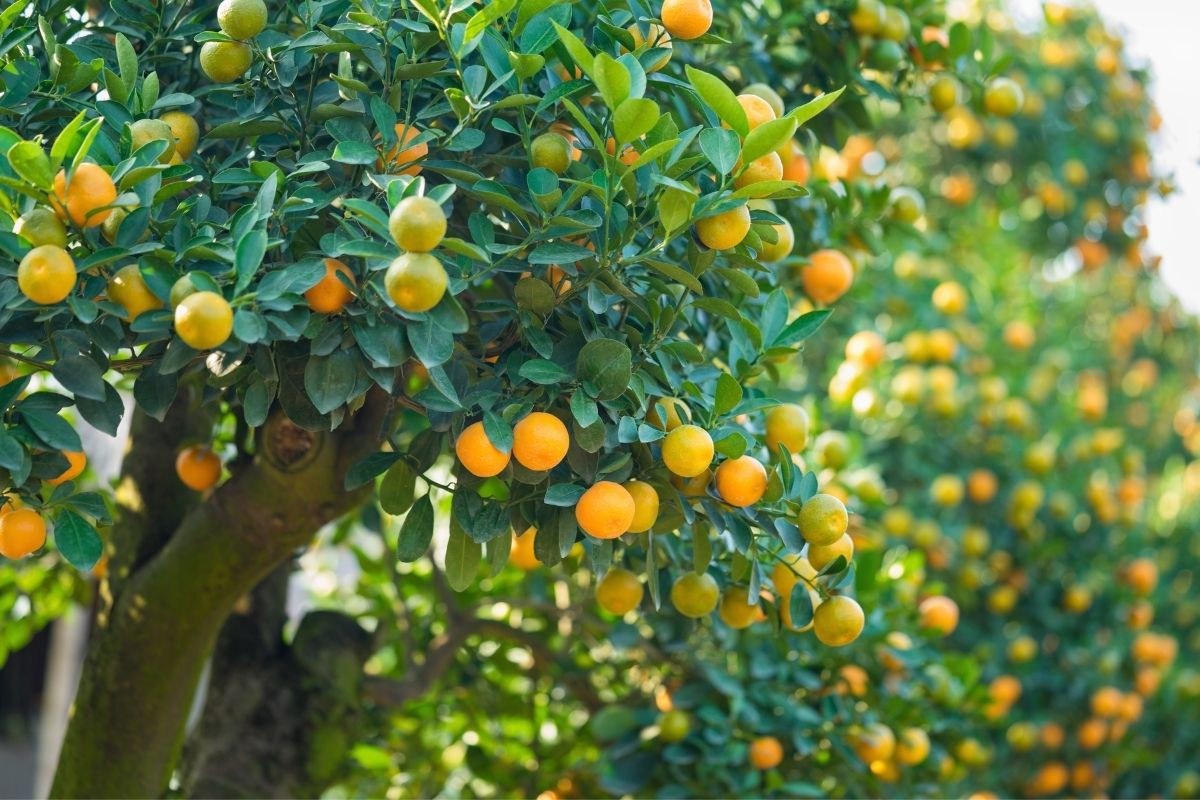 como adubar árvores frutíferas