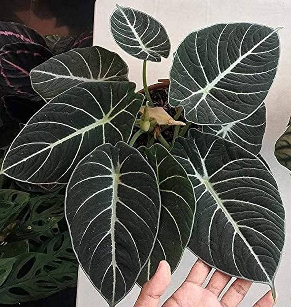 Alocasia Negra