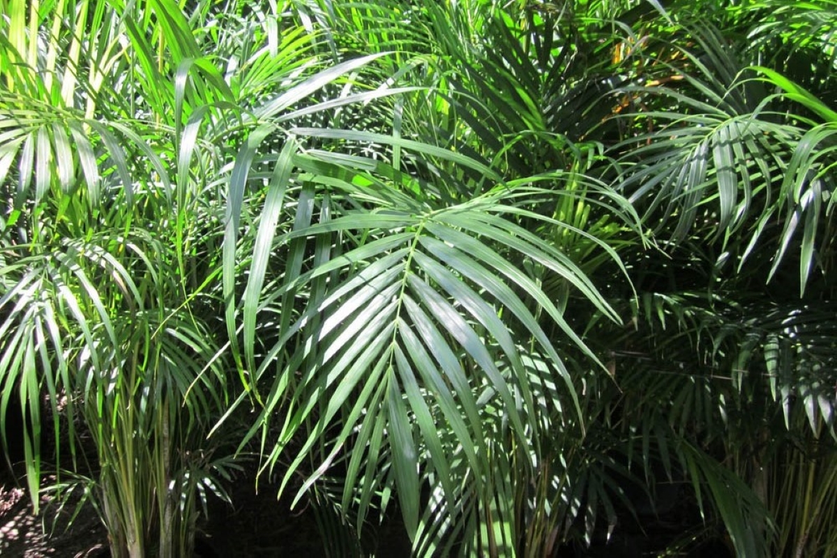 Areca Bambu