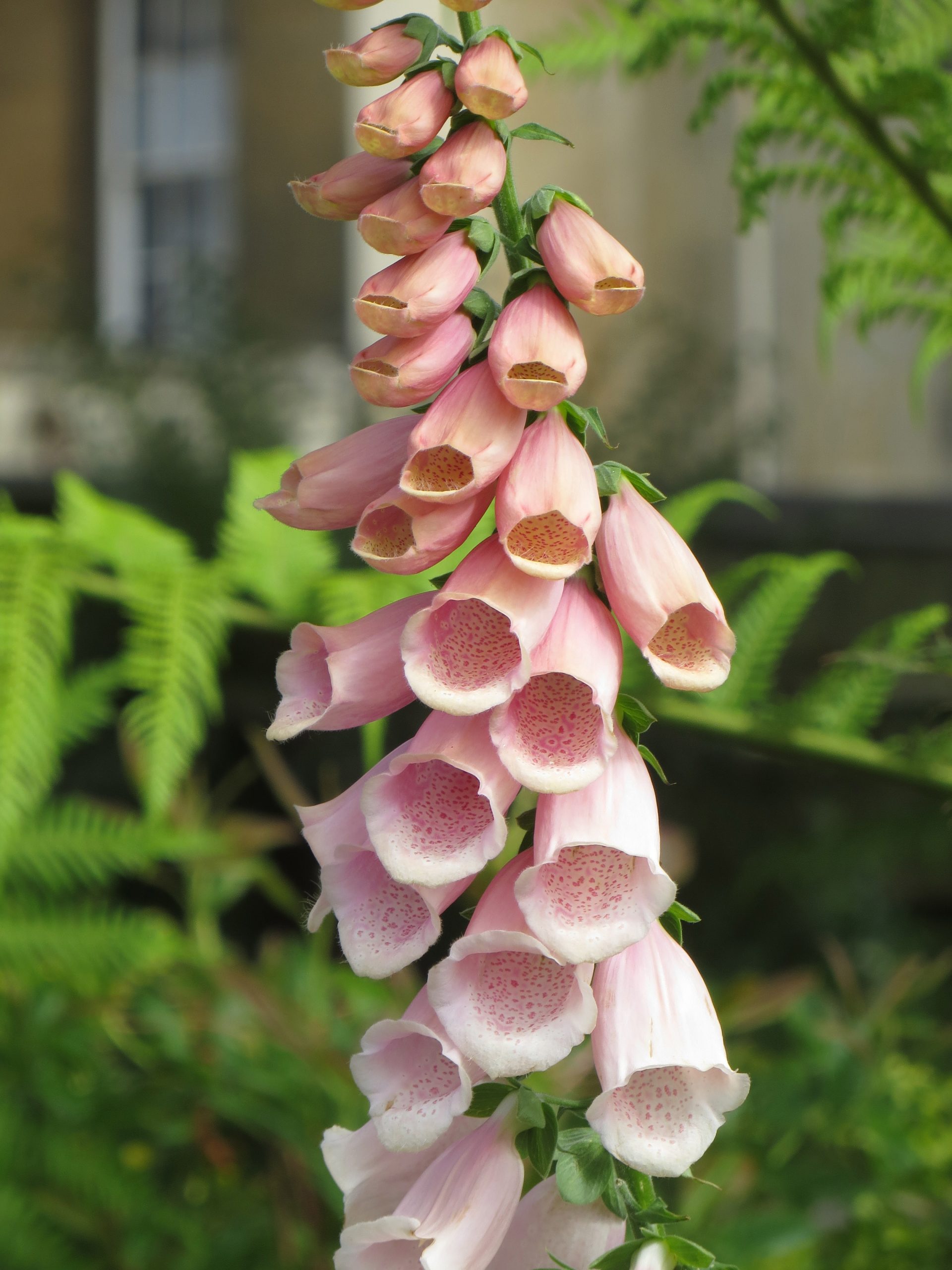 Digitalis 'Sutton's Apricot'