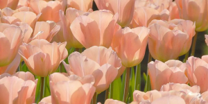 Tulipa 'Apricot Beauty'