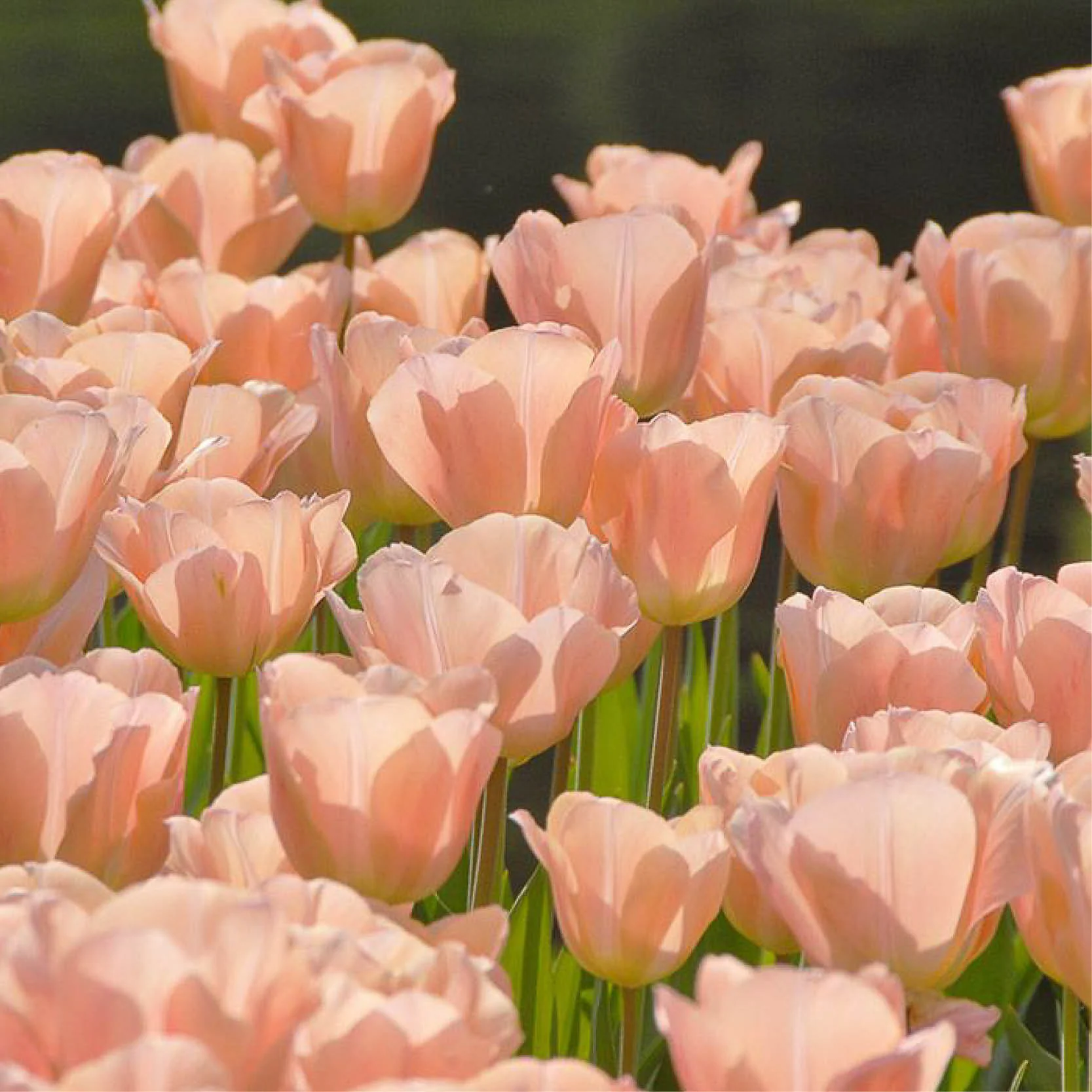 Tulipa 'Apricot Beauty'