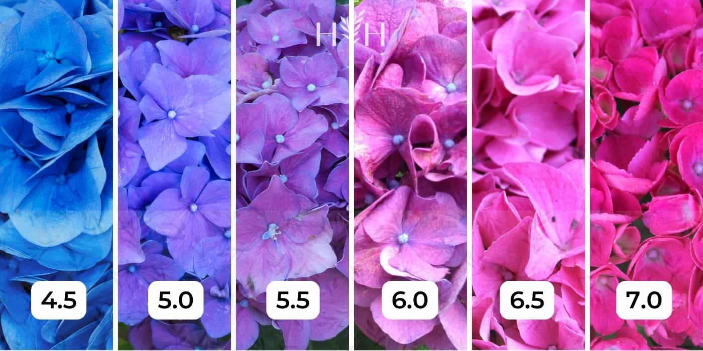 cores das hortênsias e o pH necessário