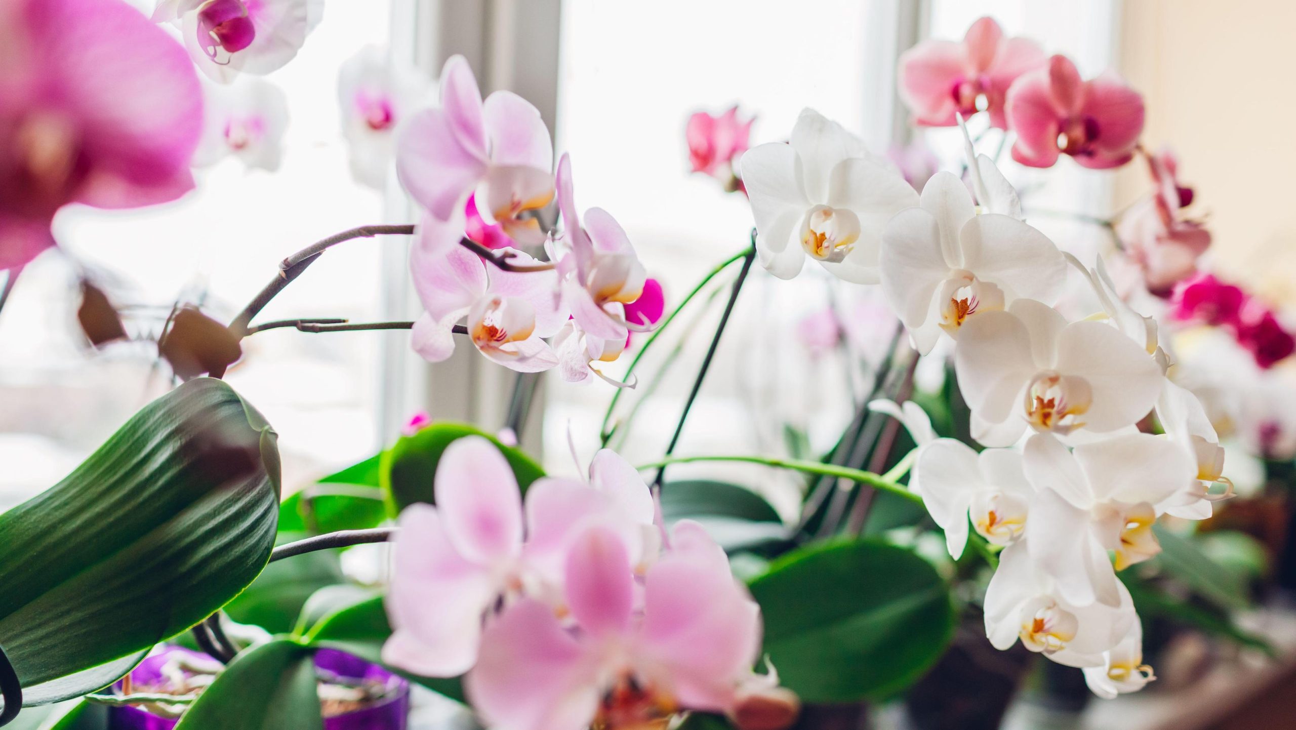 orquídeas floridas