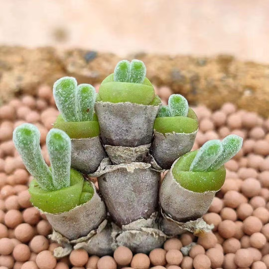 pequena suculenta-coelhinho