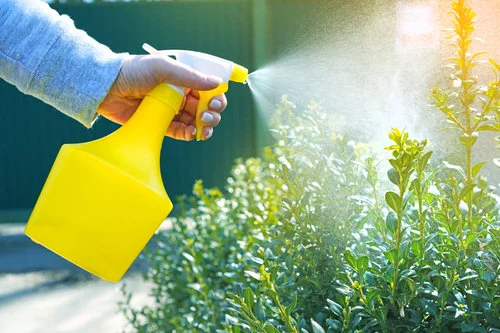 pessoa borrifando suco de limão em plantas