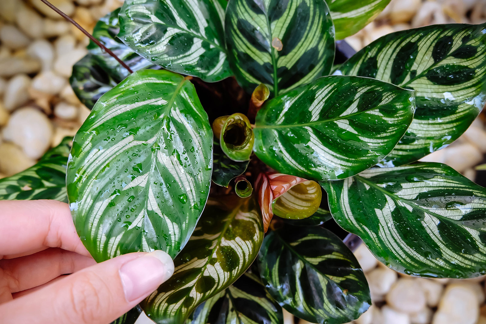 pessoa mexendo maranta-pavão