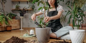 Mulher cuidando de uma planta ficus (Foto: Pexels)