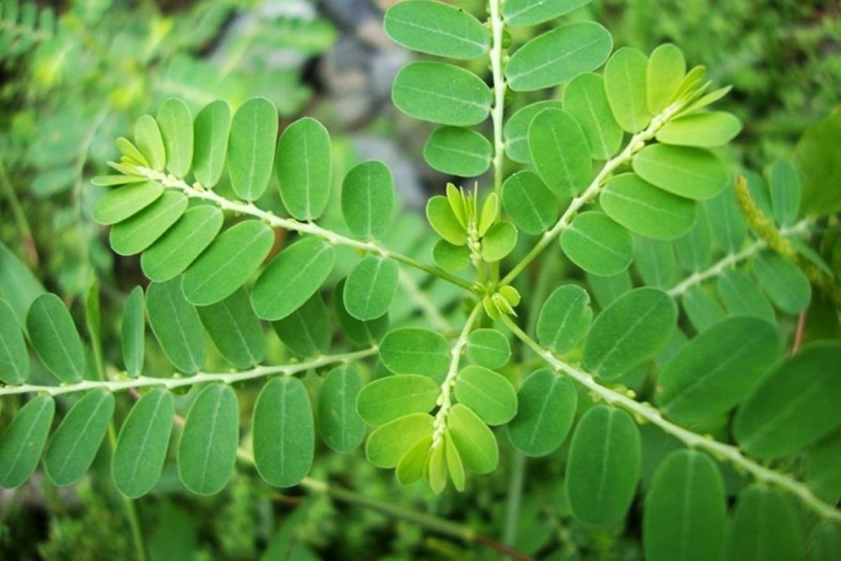 Planta Quebra-Pedra