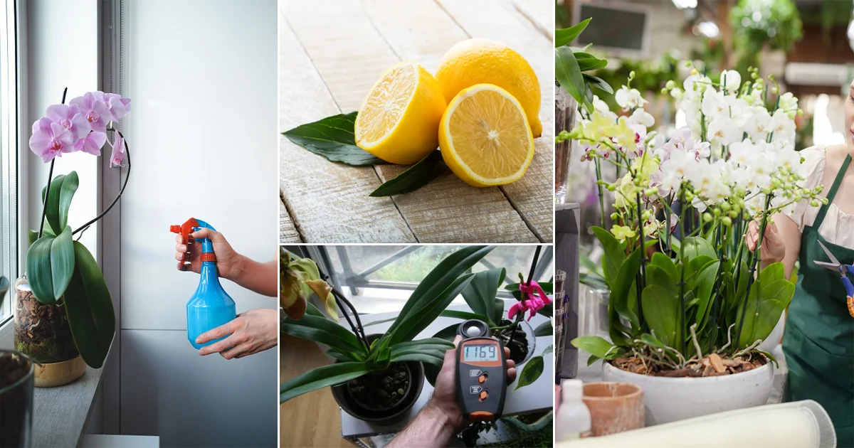 uso de suco de limão em orquídeas