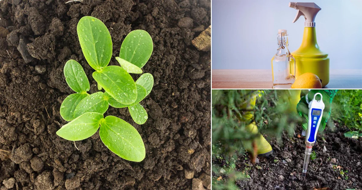 usos do limão nas plantas