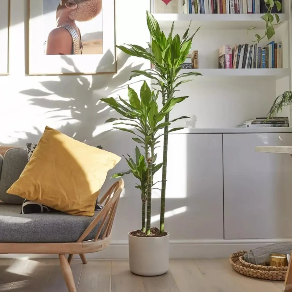 vaso de dracena em sala de estar