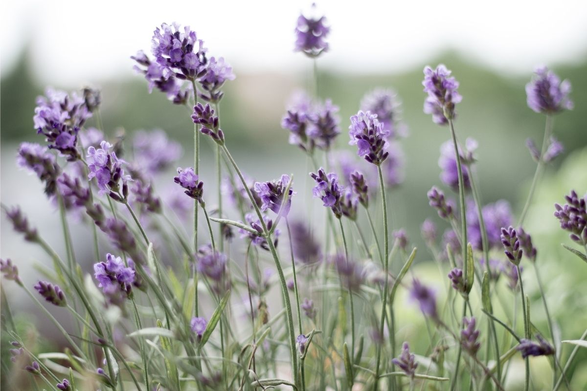 planta lavanda