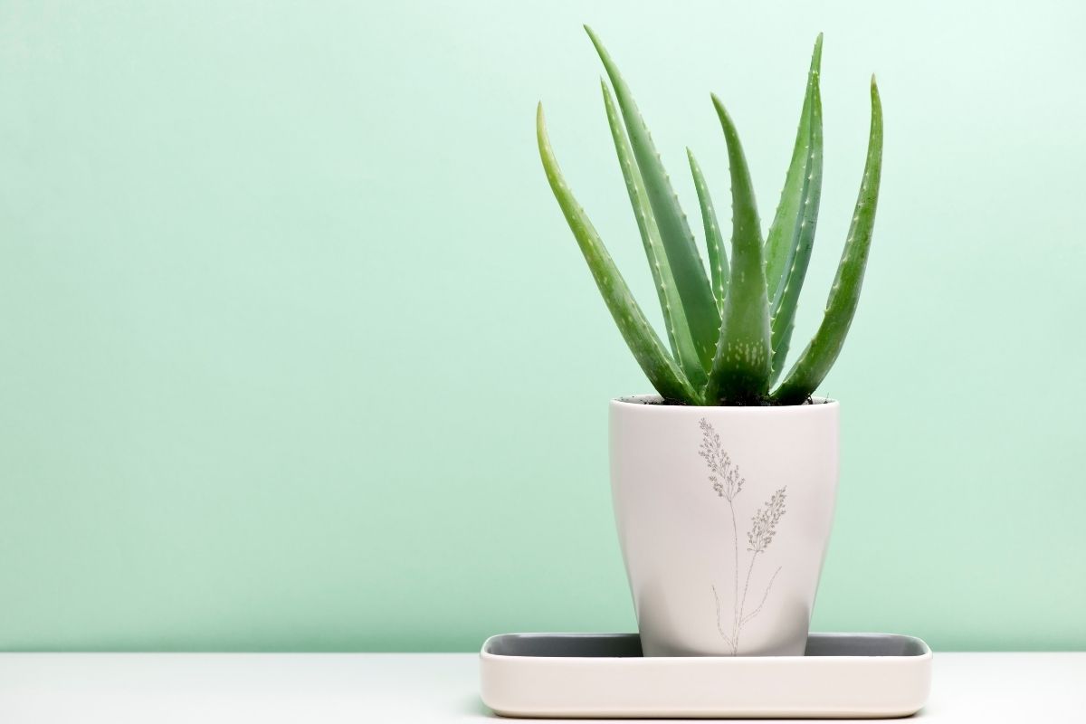 vaso com aloe vera