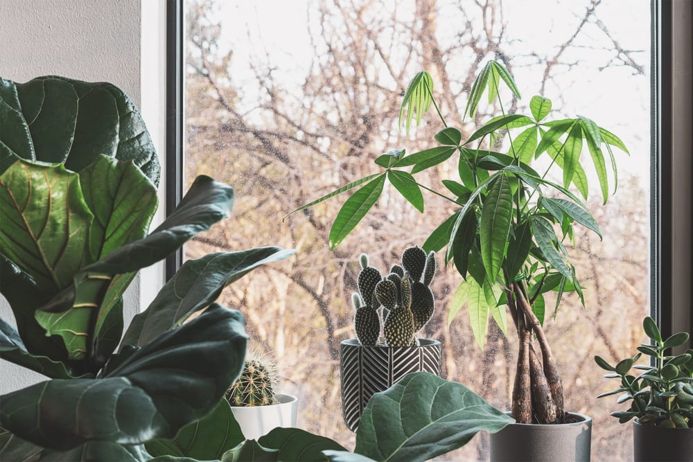 como cuidar de plantas no outono