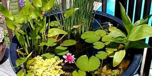 conjunto de plantas aquáticas em vaso