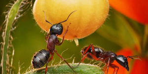 formigas em pé de tomate