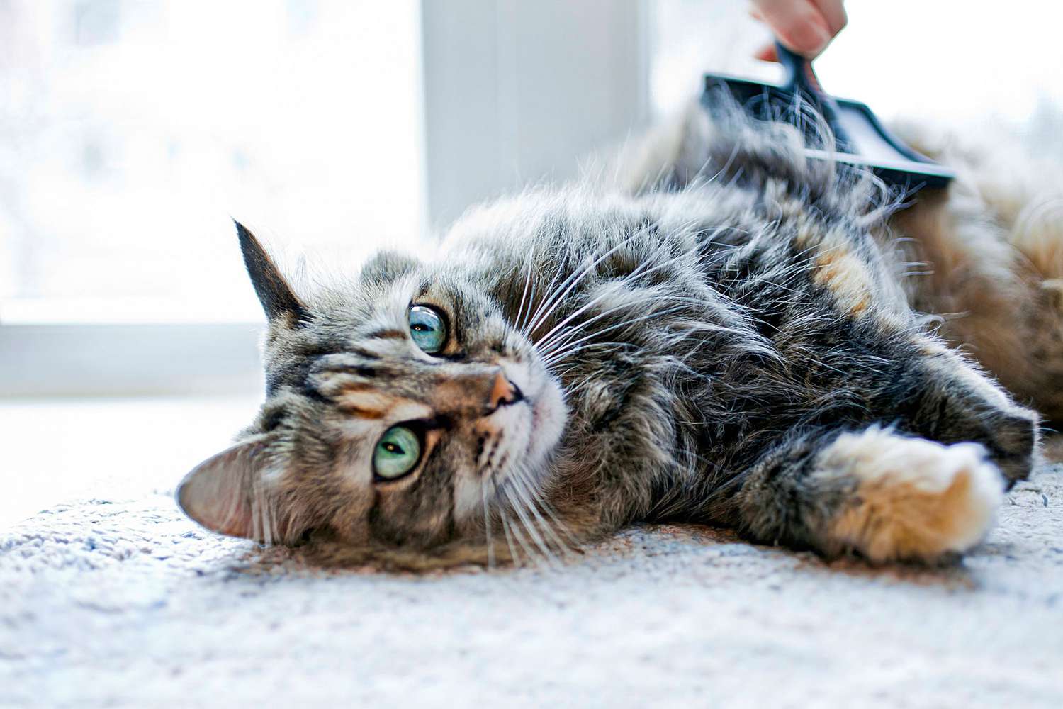 gato deitado com pelos sendo escovados