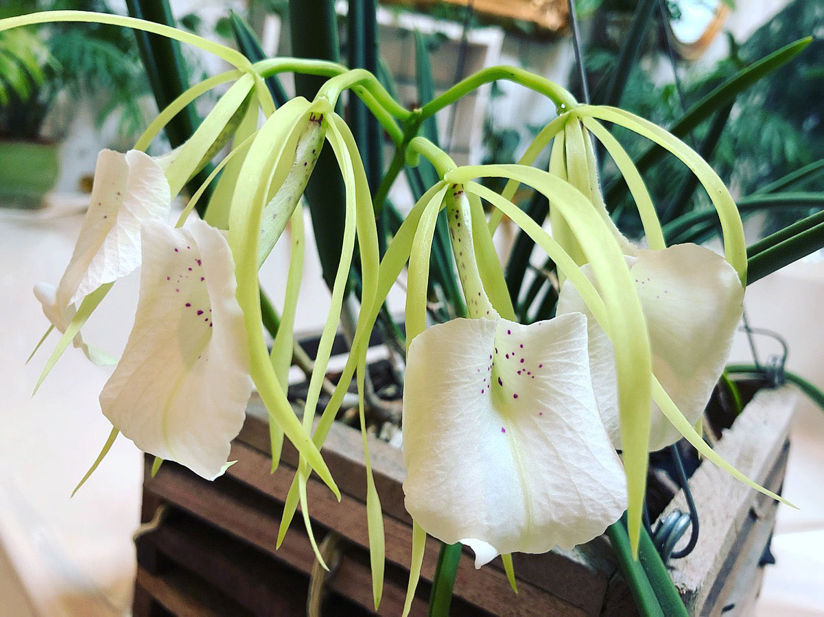 orquídea do gênero Brassavola