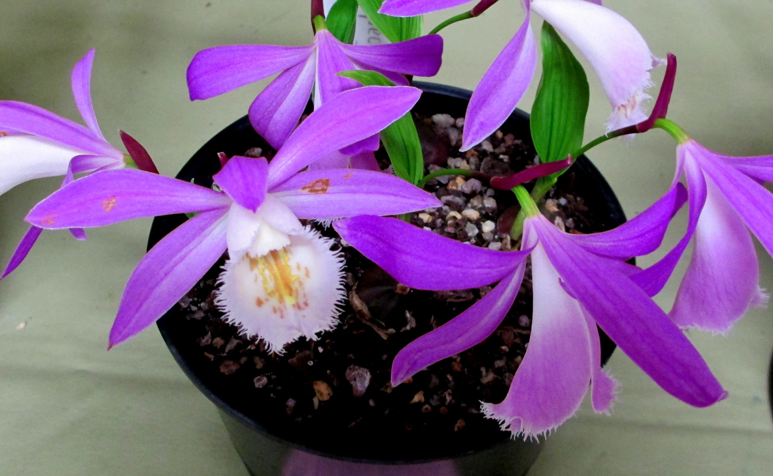 orquídea-pavão em vaso