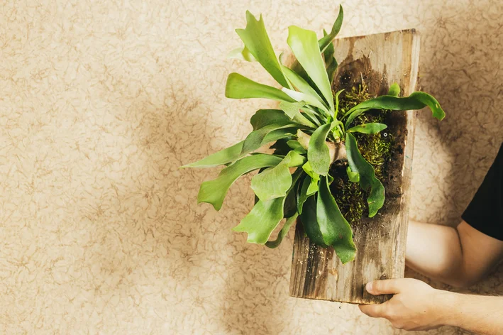 planta chifre-de-veado em suporte de madeira