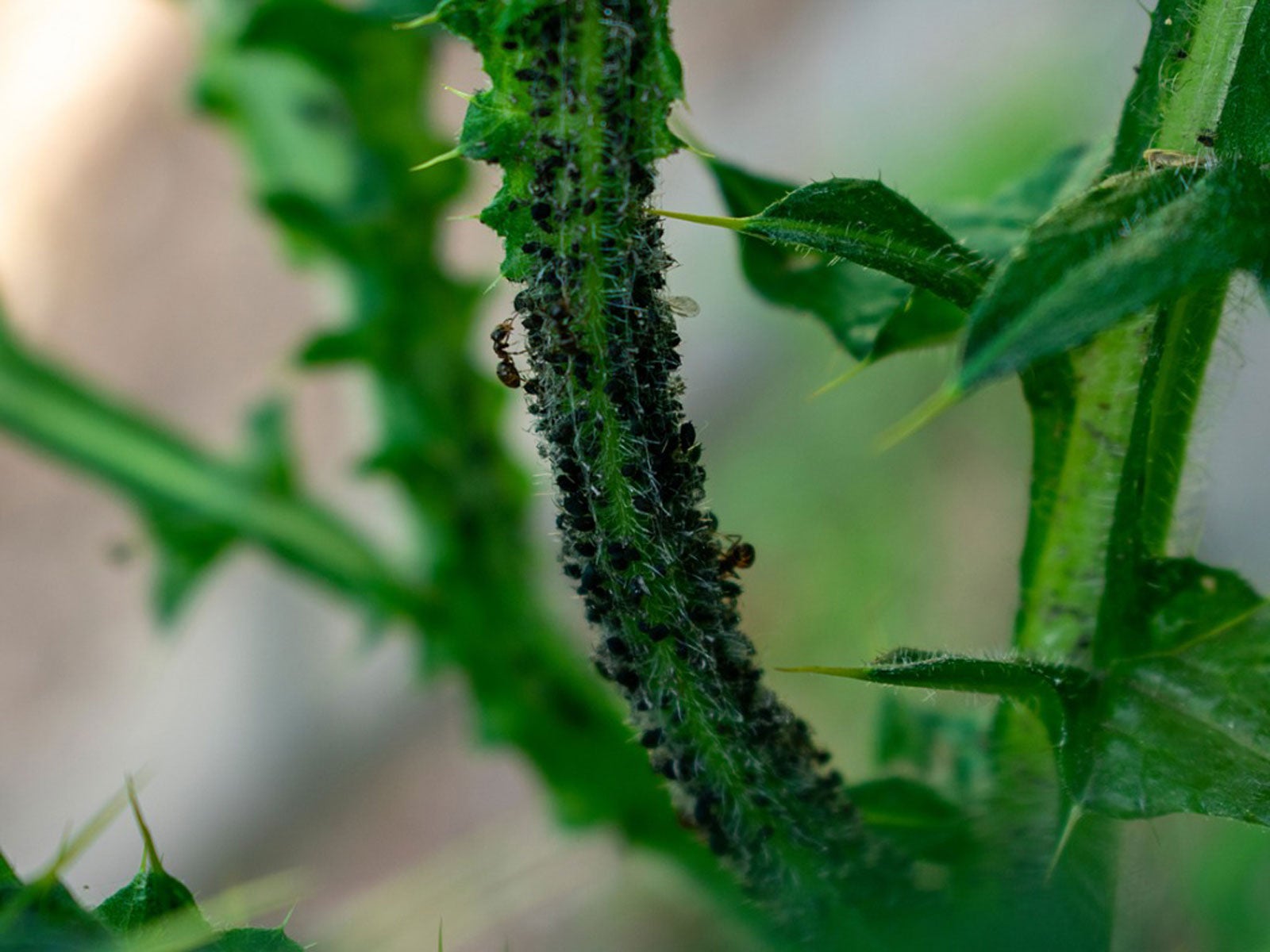 planta repleta de formigas