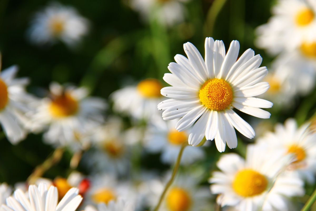 a flor de cada signo (10)