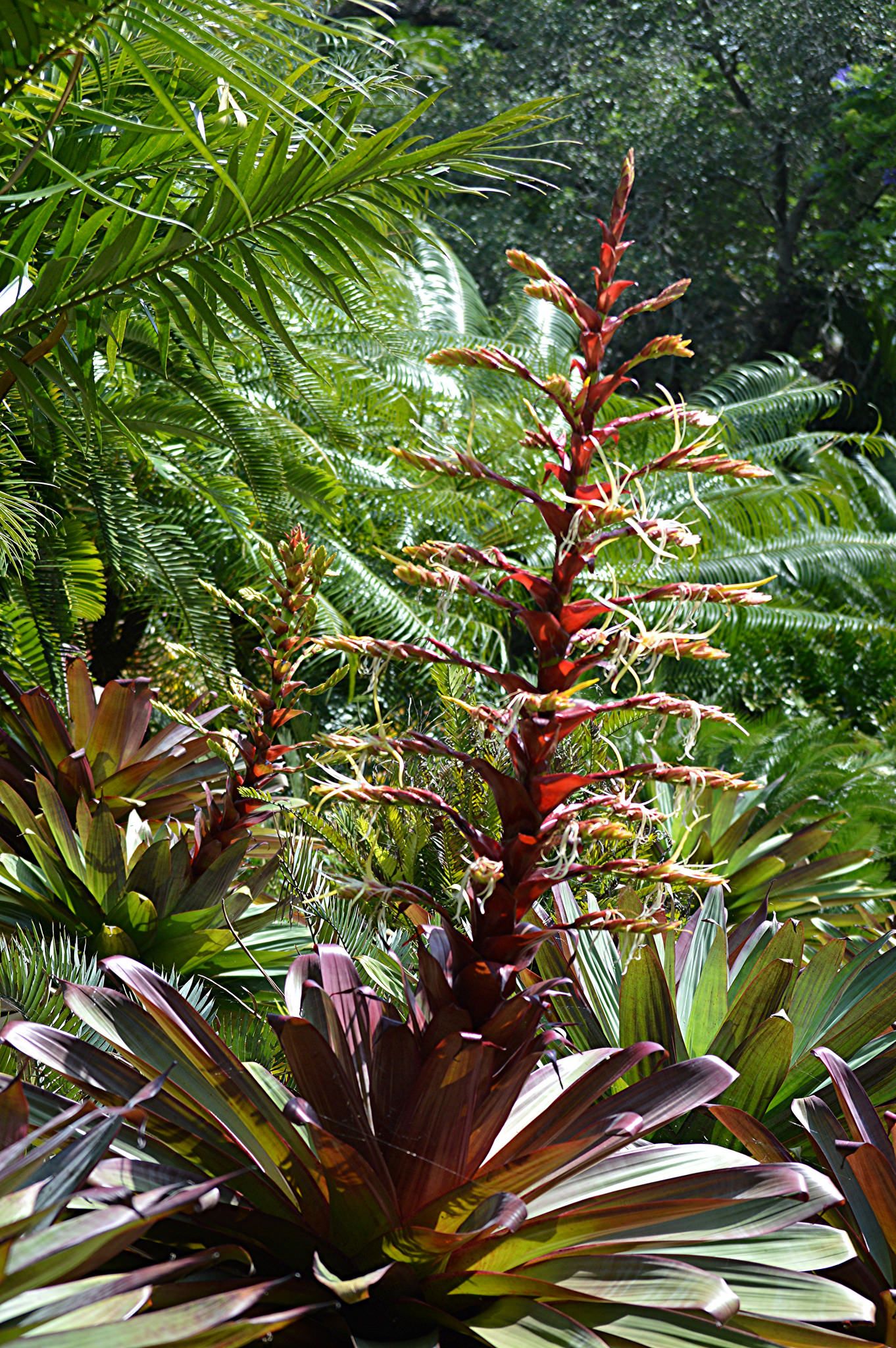 área externa com bromélias imperiais