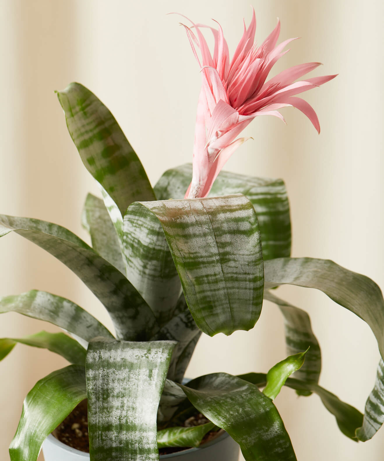 bromélia Aechmea rosa