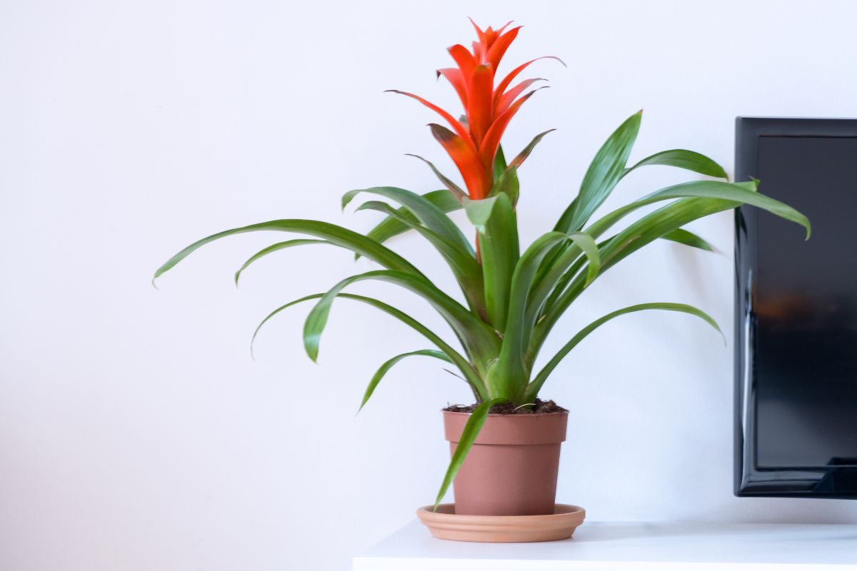 bromelia Guzmania