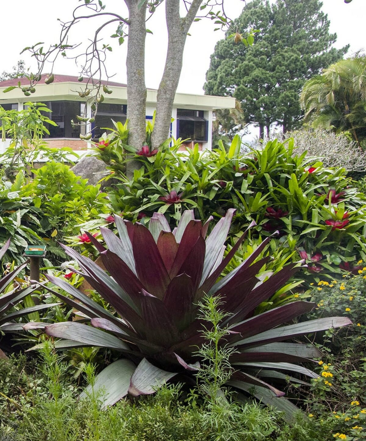 bromélia imperial em área externa