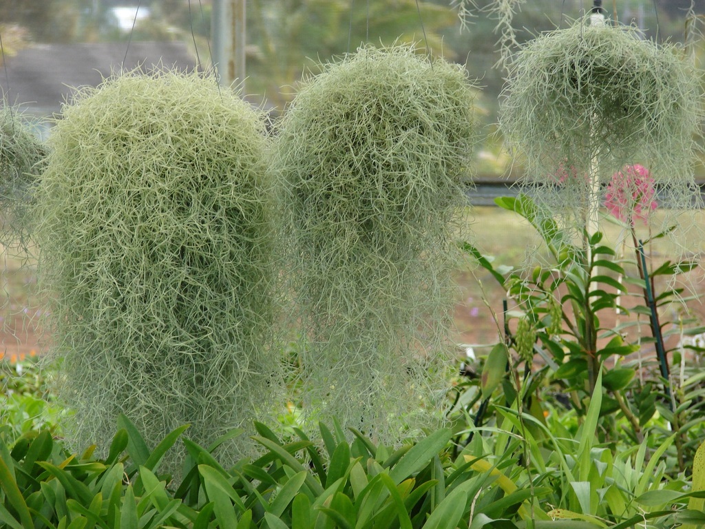 bromélias Tillandsia usneoides