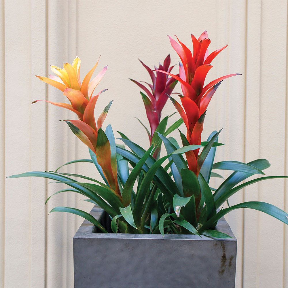 bromélias plantadas em vaso