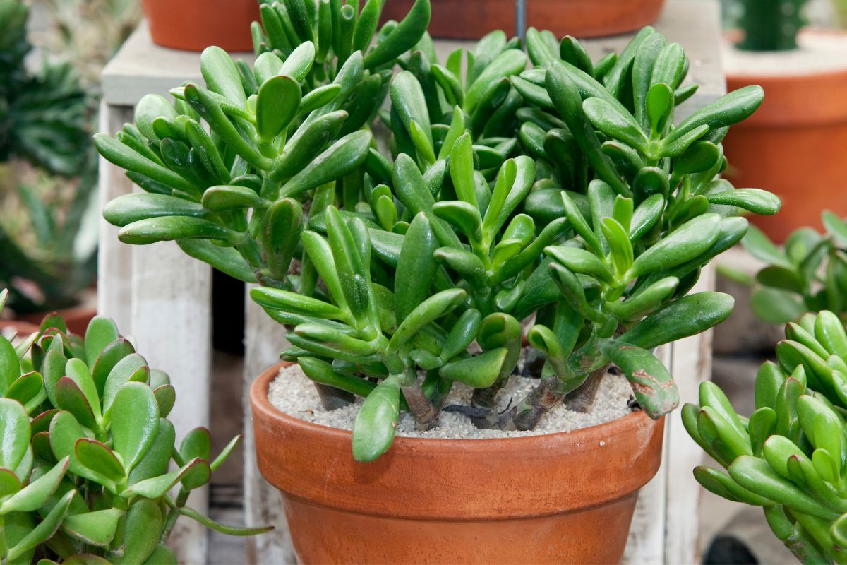 vaso com planta jade em área externa