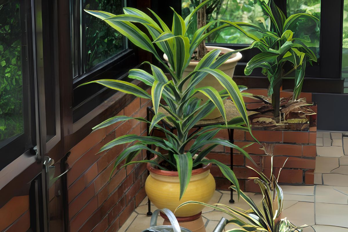 Dracaena pethera