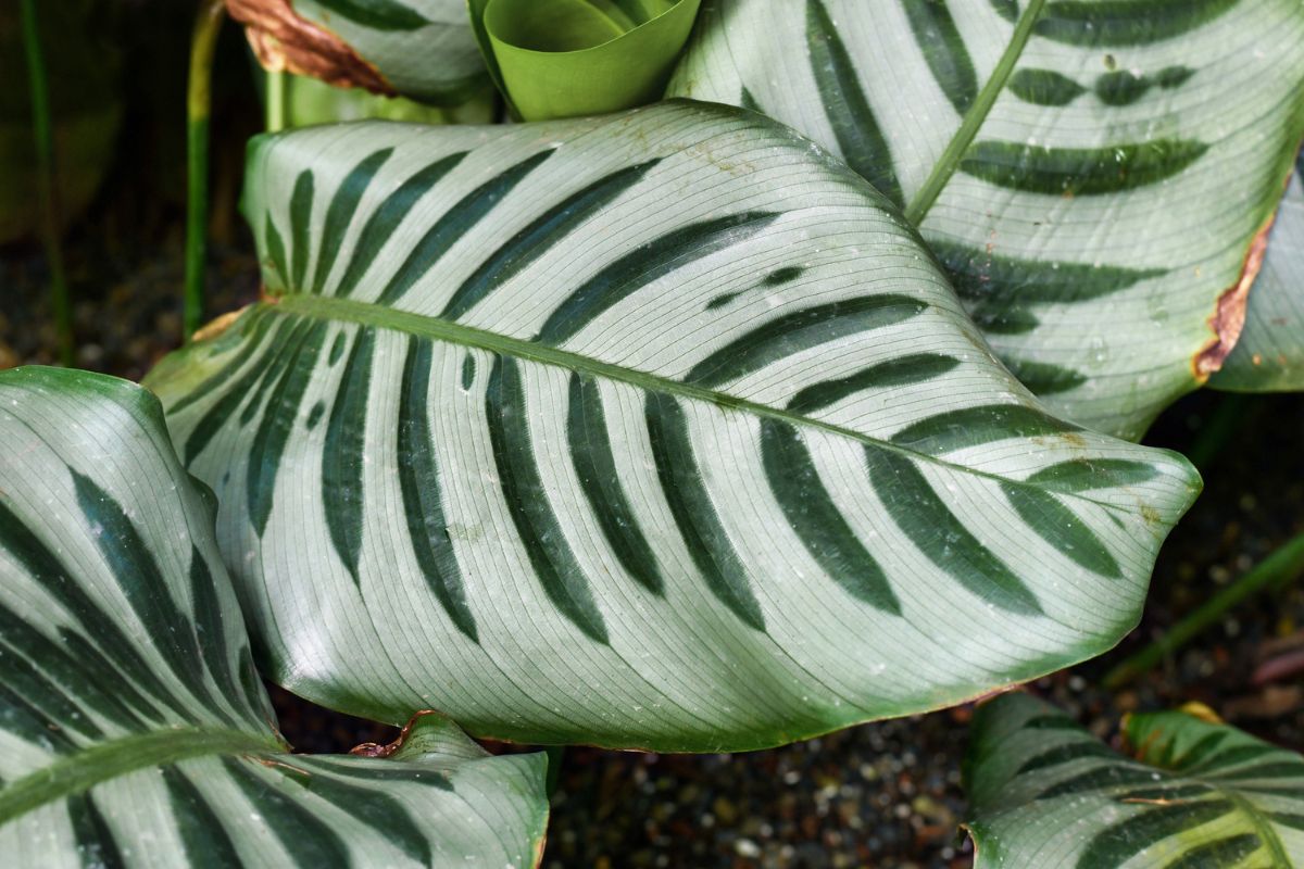 maranta zebrina