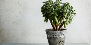 planta jade grande em vaso