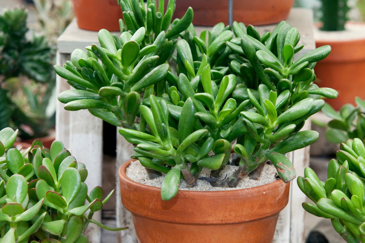 planta jade grande em vaso